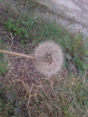 Taraxacum officinale