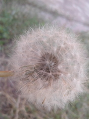 Taraxacum officinale