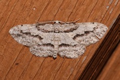 Iridopsis pergracilis