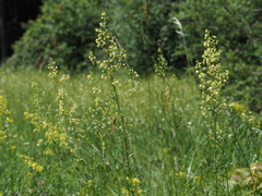 Thalictrum simplex galioides