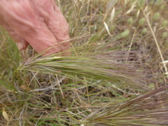 Aristida behriana