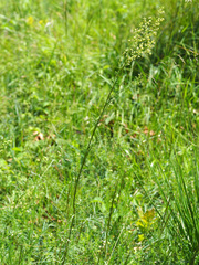 Thalictrum simplex galioides