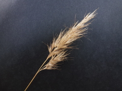 Rytidosperma setaceum