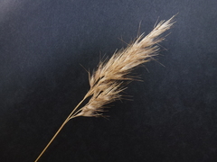 Rytidosperma setaceum