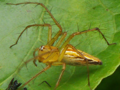 Oxyopes birmanicus