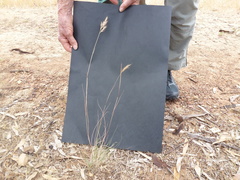 Rytidosperma setaceum