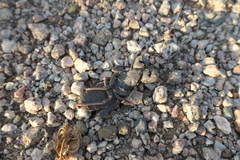 Mastigoproctus giganteus