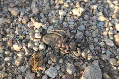 Mastigoproctus giganteus