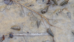 Cerithideopsis