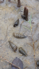 Cerithideopsis