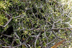 Pittosporum anomalum