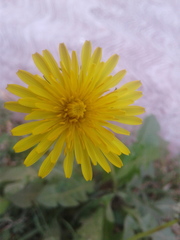 Taraxacum officinale
