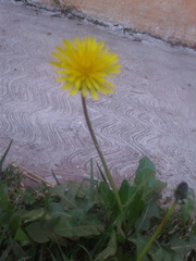 Taraxacum officinale