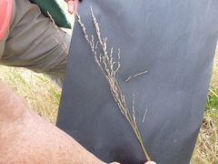 Poa crassicaudex