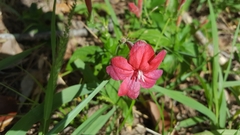 Ruellia elegans