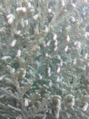 Platycladus orientalis