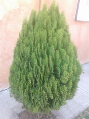 Platycladus orientalis