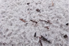 Odontomachus brunneus