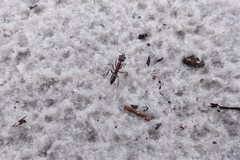 Odontomachus brunneus