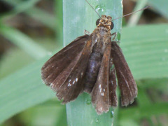 Pelopidas assamensis