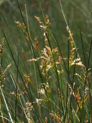 Juncus dichotomus