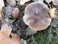 Cortinarius badioflavidus