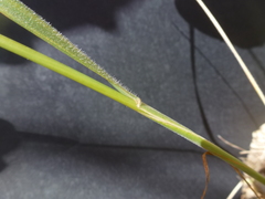 Austrostipa blackii