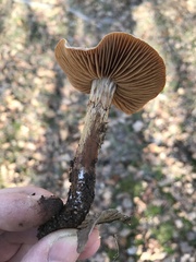 Cortinarius badioflavidus