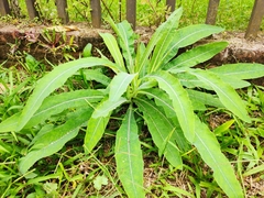 Sonchus lingianus