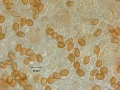 Cortinarius badioflavidus