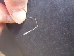 Austrostipa eremophila