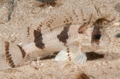 Centropogon australis