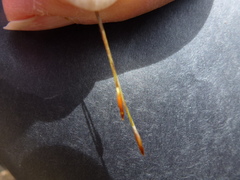 Austrostipa eremophila