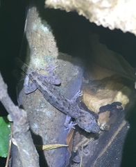 Cyrtodactylus