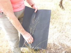 Austrostipa eremophila