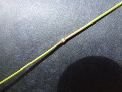 Austrostipa eremophila