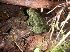Anaxyrus boreas boreas