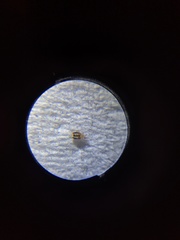 Ornithonyssus bacoti