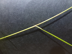 Austrostipa eremophila