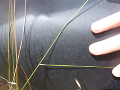 Austrostipa eremophila