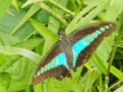 Graphium sarpedon luctatius