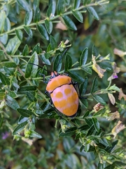 Poecilocoris rufigenis
