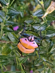 Poecilocoris rufigenis