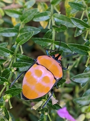 Poecilocoris rufigenis