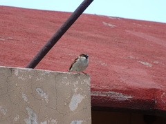 Passer domesticus