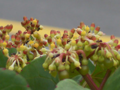 Cissus hastata