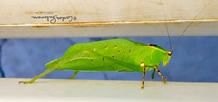 Stilpnochlora thoracica
