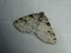 Lobophora nivigerata