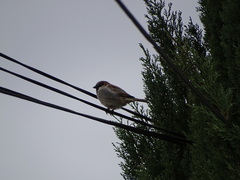 Passer domesticus