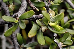 Pittosporum anomalum